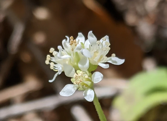 Whipplea modesta image