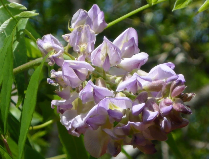 Wisteria frutescens image