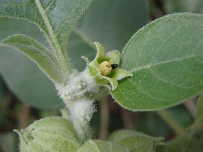 Withania somnifera image