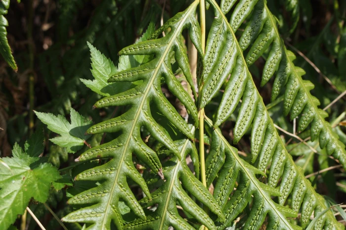 Woodwardia orientalis image