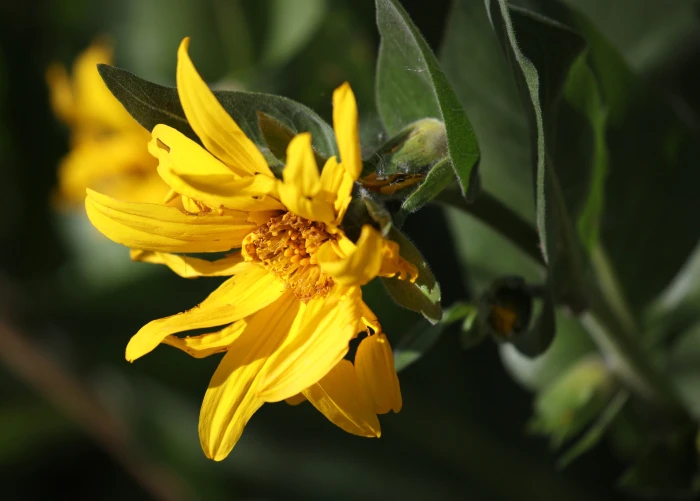 Wyethia amplexicaulis image