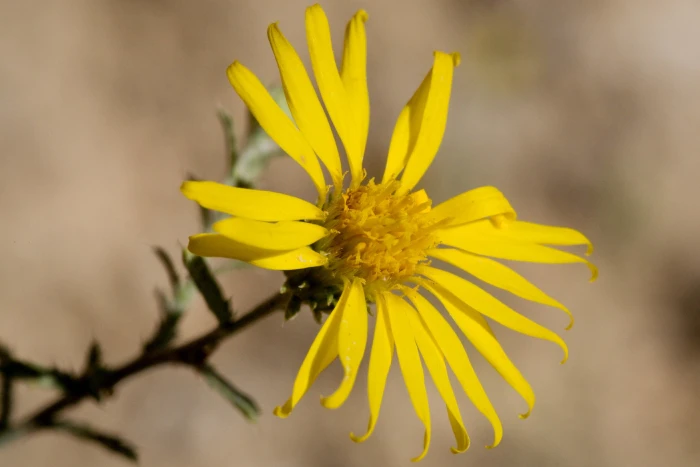 Xanthisma spinulosum image