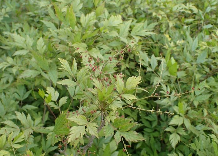 Xanthorhiza simplicissima image