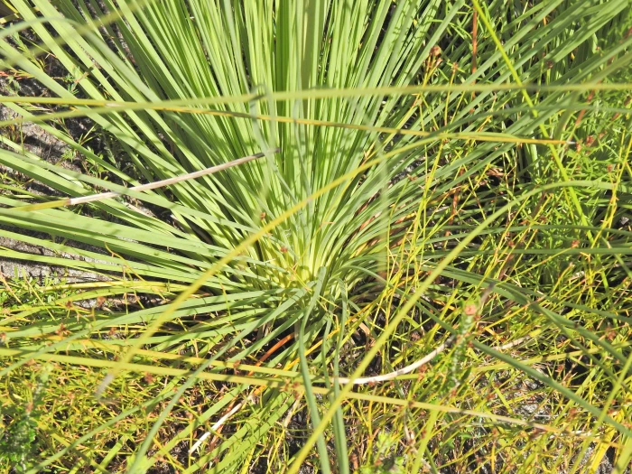 Xanthorrhoea fulva image