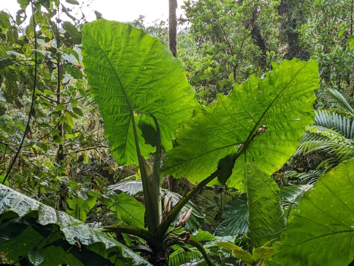 Xanthosoma undipes image