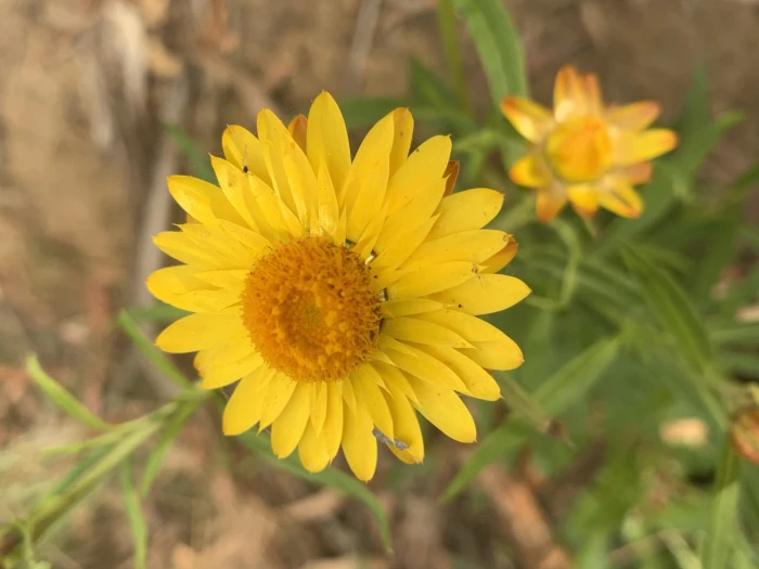 Xerochrysum bracteatum image