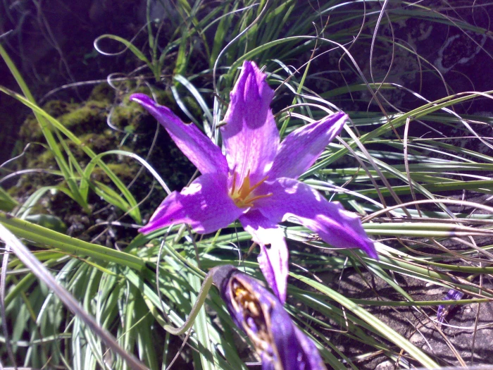 Xerophyta viscosa image