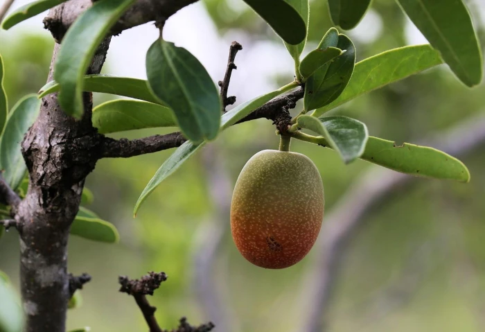 Ximenia caffra image