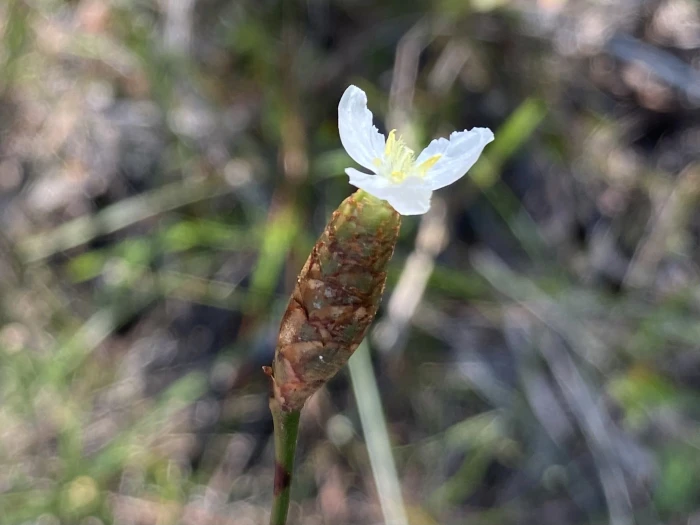 Xyris caroliniana image