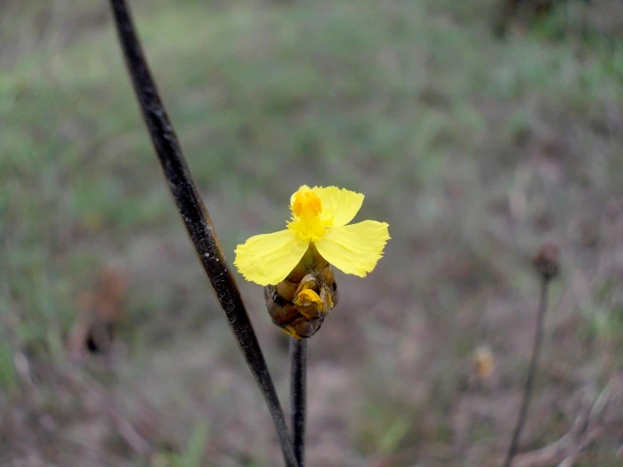 Xyris indica image