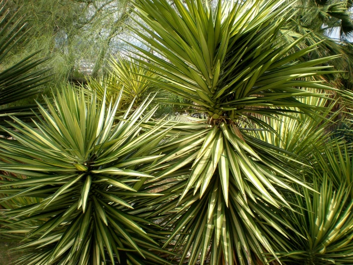 Yucca aloifolia image