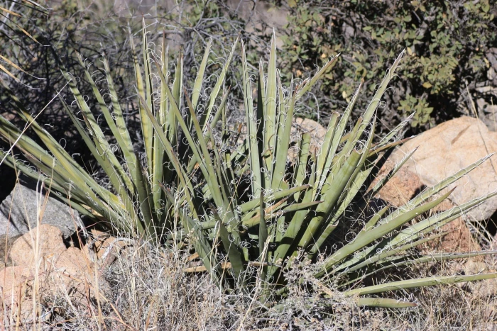 Yucca baccata image