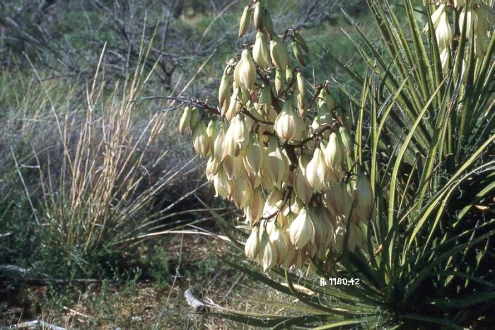 Yucca arizonica image