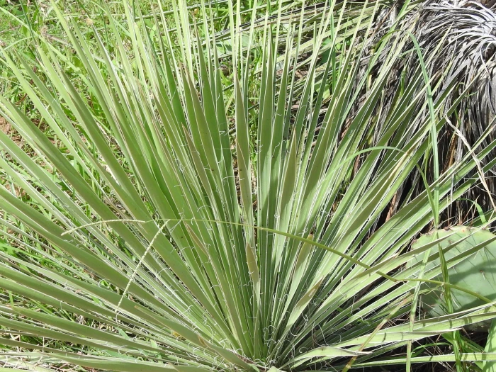 Yucca constricta image