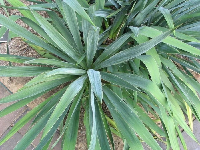Yucca filamentosa image