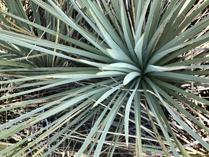 Yucca glauca image
