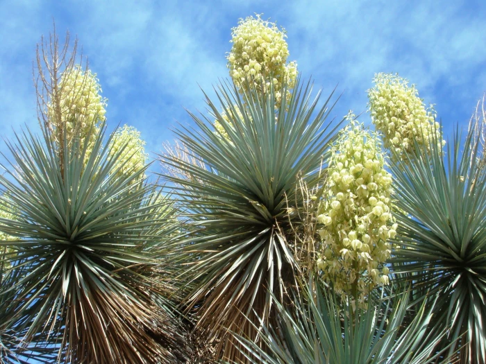 Yucca gloriosa image