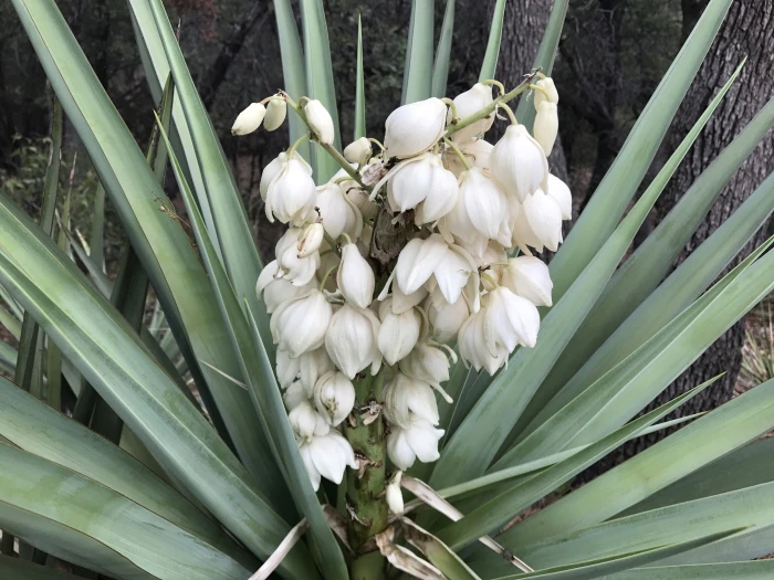 Yucca schottii image
