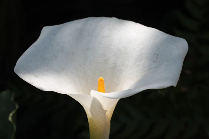 Zantedeschia albomaculata image