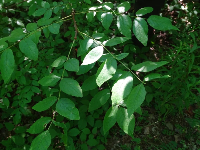 Zanthoxylum americanum image