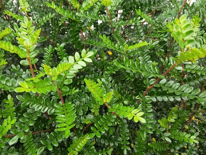 Zanthoxylum beecheyanum image