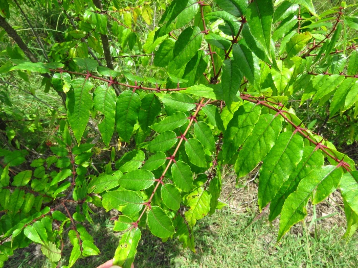 Zanthoxylum clava-herculis image