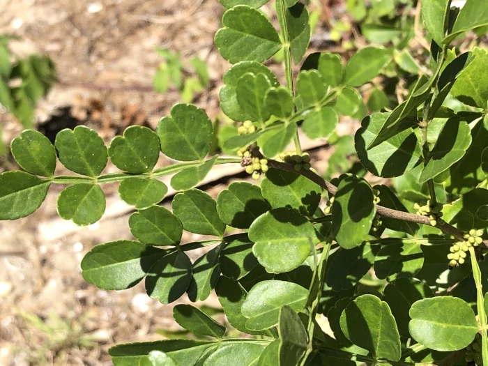 Zanthoxylum fagara image