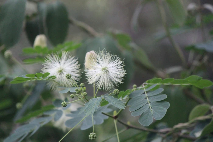 Zapoteca formosa image