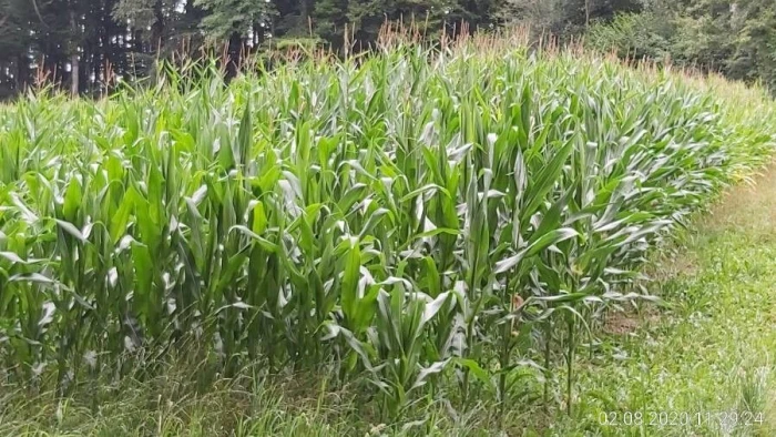 Zea mays image