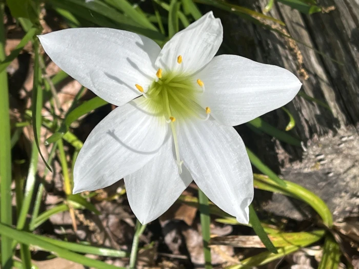 Zephyranthes atamasca image