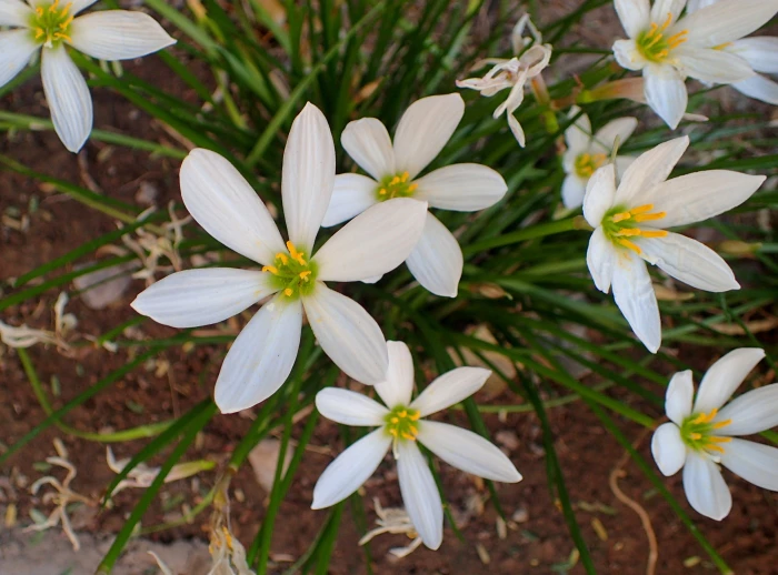Zephyranthes candida image