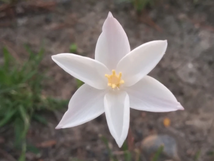 Zephyranthes chlorosolen image