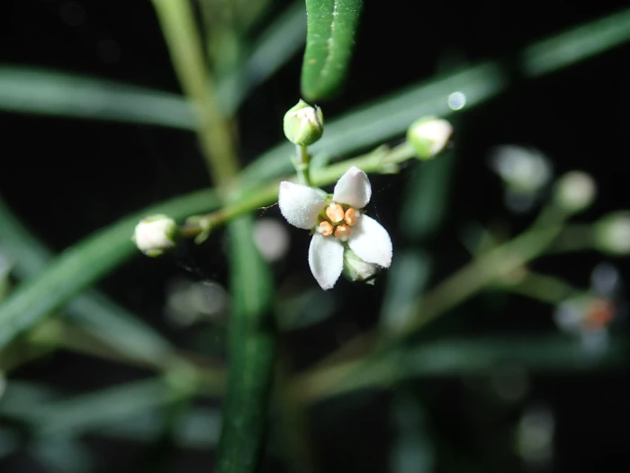 Zieria laevigata image