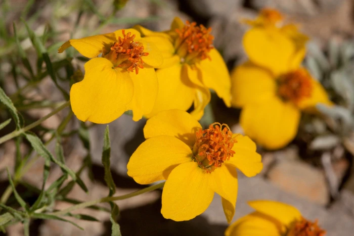 Zinnia grandiflora image