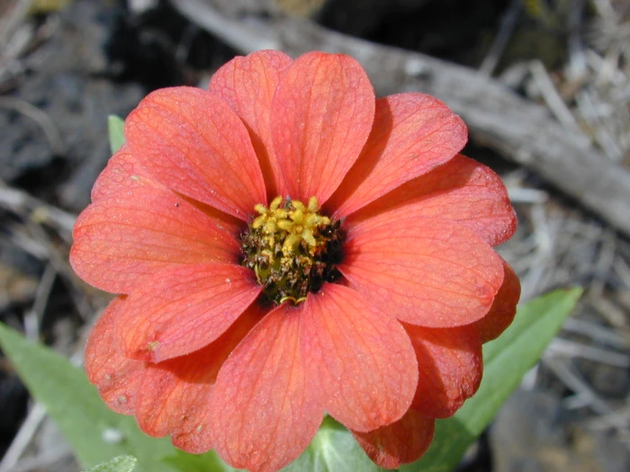 Zinnia peruviana image