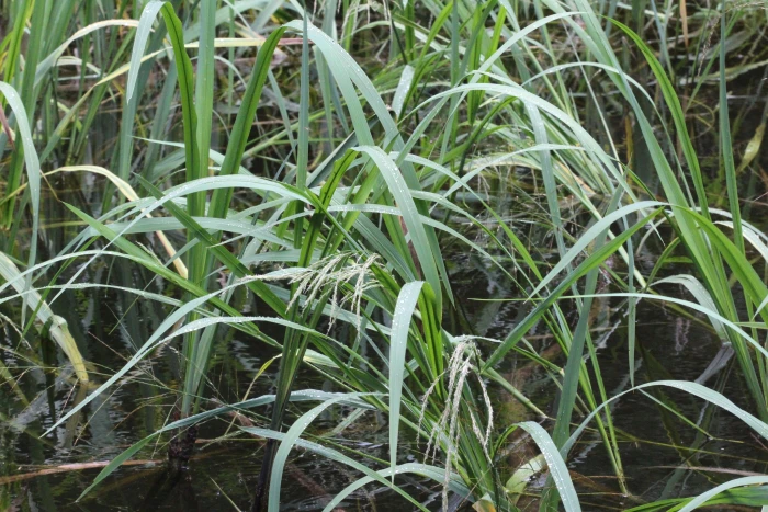 Zizaniopsis miliacea image