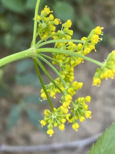 Zizia trifoliata image