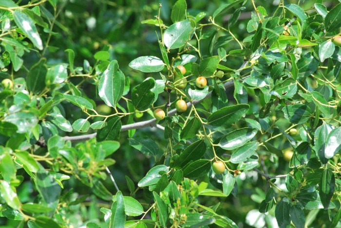 Ziziphus jujuba image
