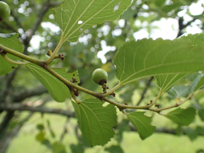 Ziziphus mucronata image