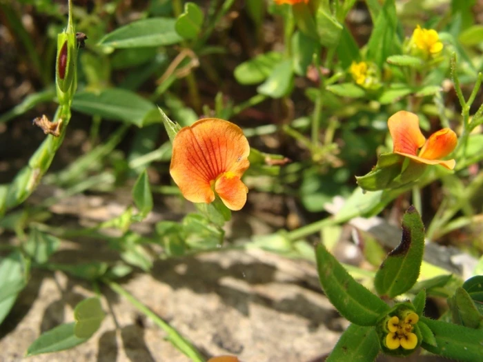 Zornia diphylla image