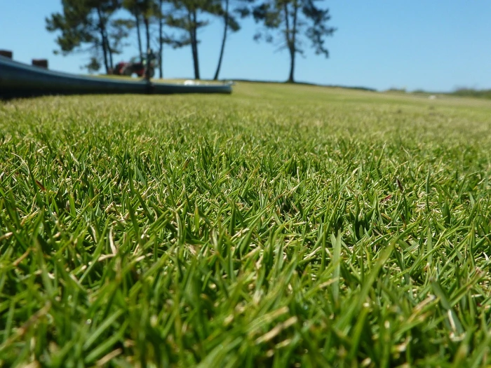 Zoysia pungens image