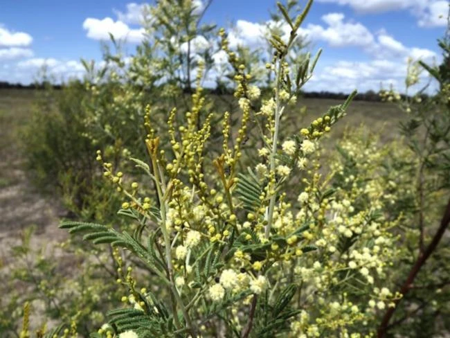 Acacia deanei image