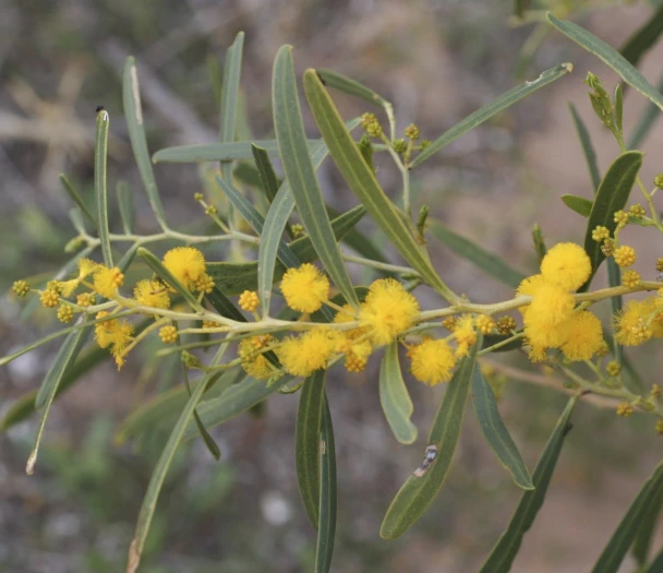 Acacia ligulata image
