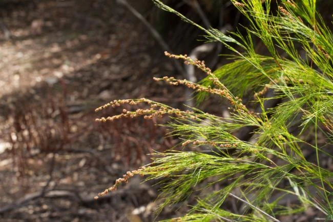 Baloskion tetraphyllum image