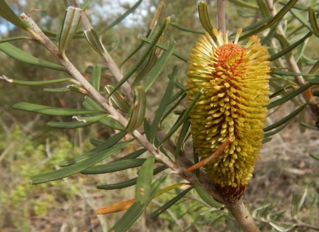 Banksia marginata image