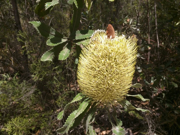 Banksia serrata image