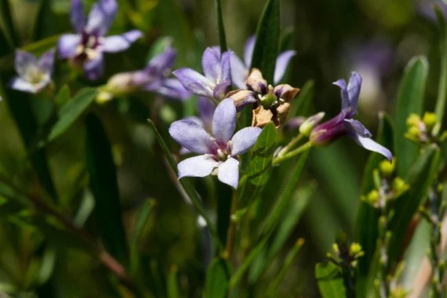 Billardiera cymosa image