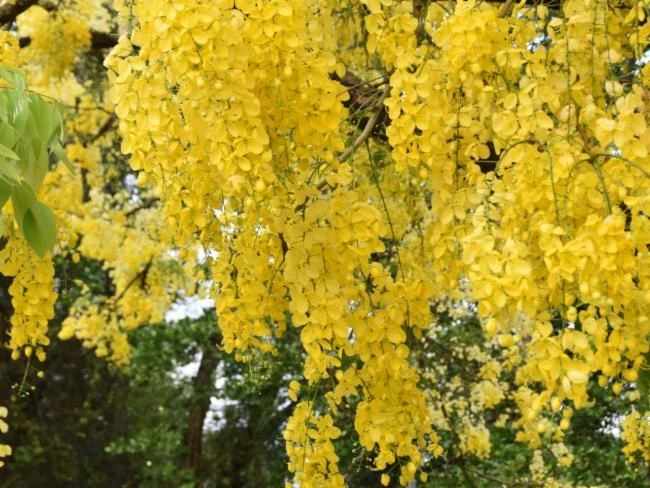 Cassia fistula image