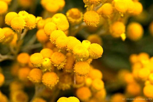 Chrysocephalum apiculatum image