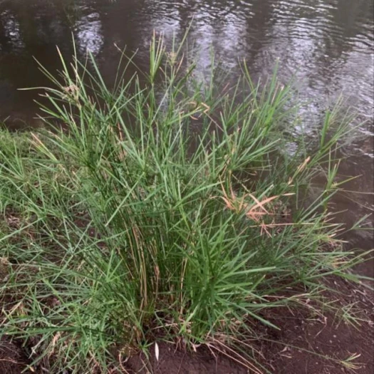 Cyperus vaginatus image